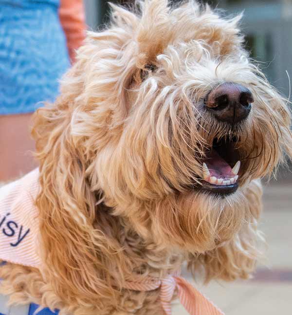 A photograph of a dog