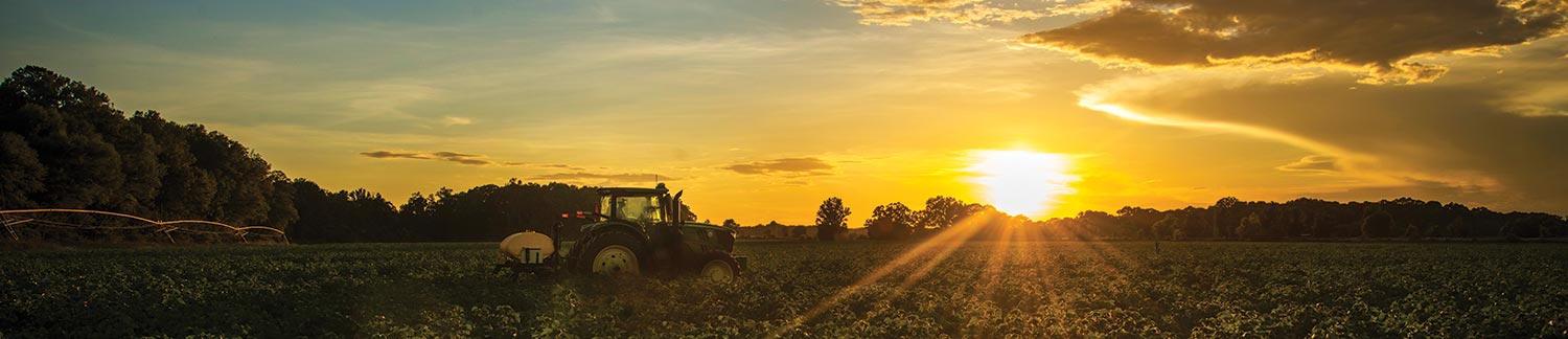 A large field during a sunset