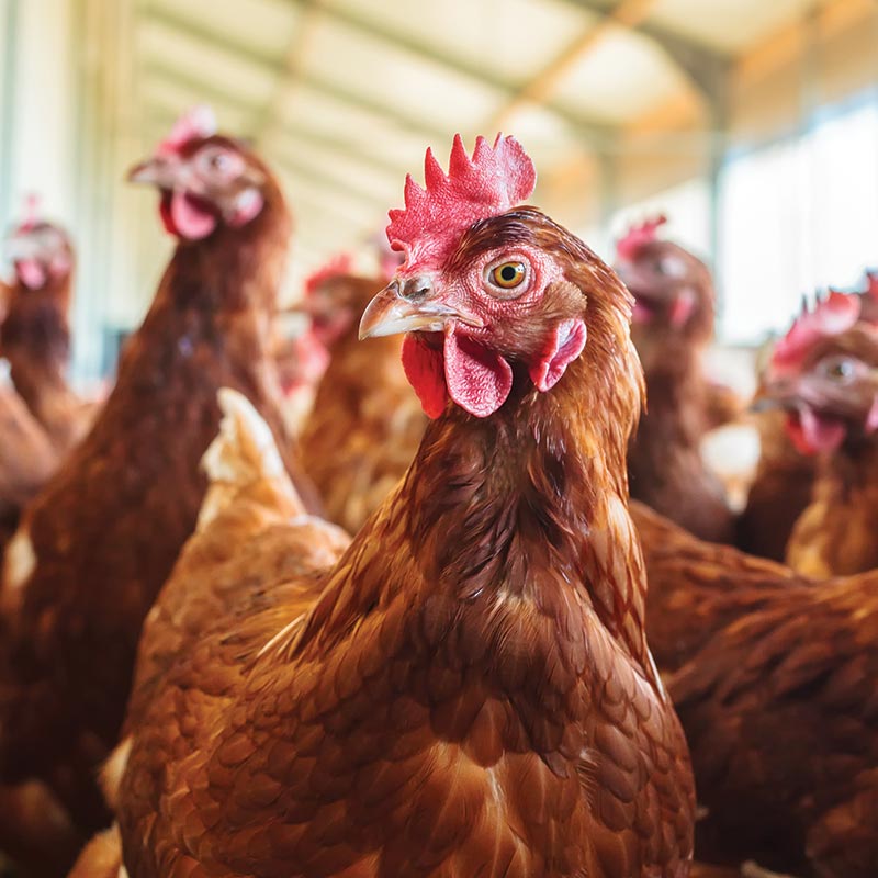several chickens walk around