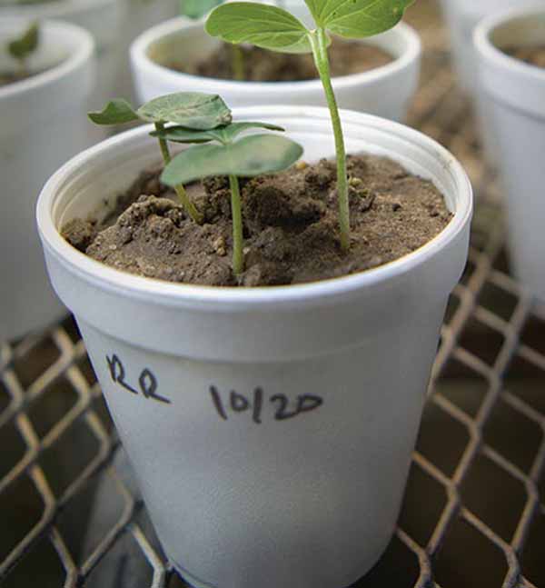 A small plant in a cup
