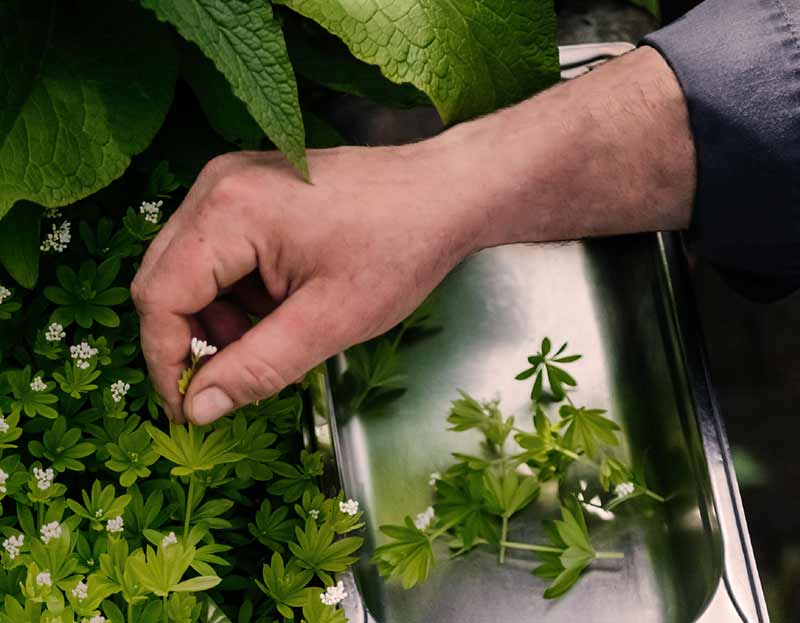 A hand next to plants