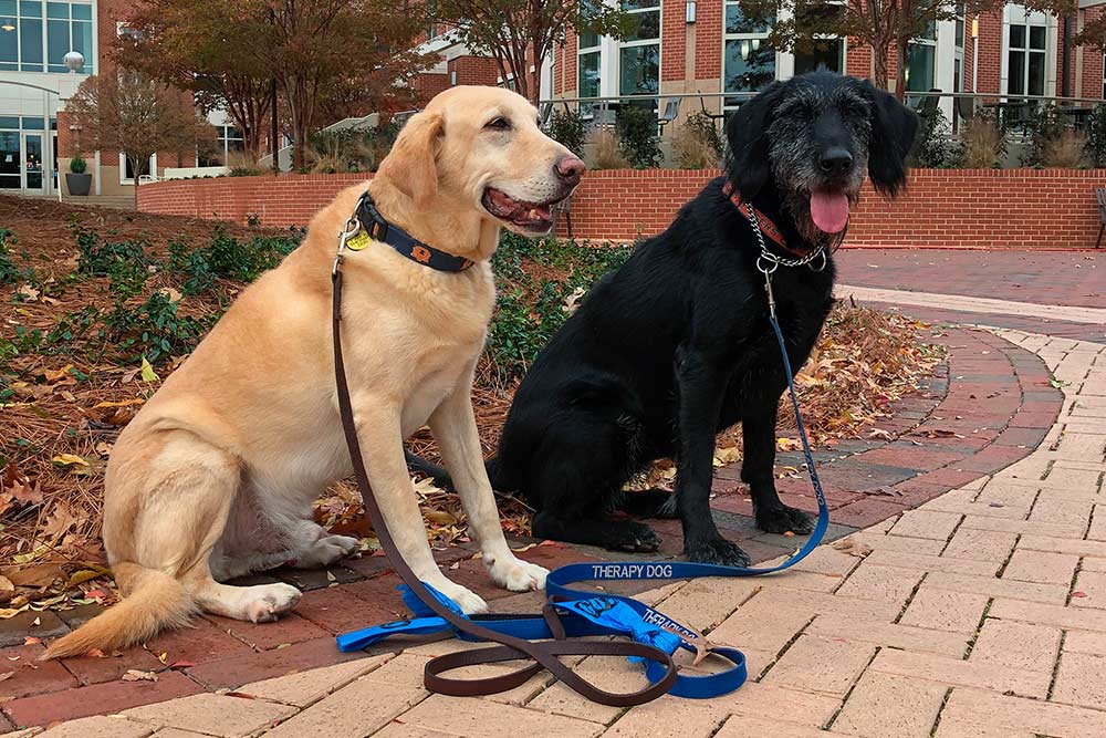 2 therapoy dogs on the sidewalk