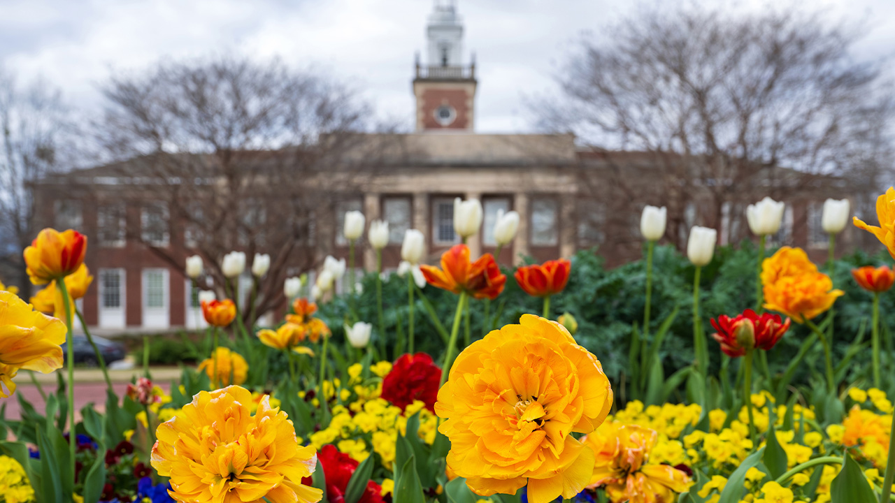 yellow and red flowers blooming in front of a building on campus