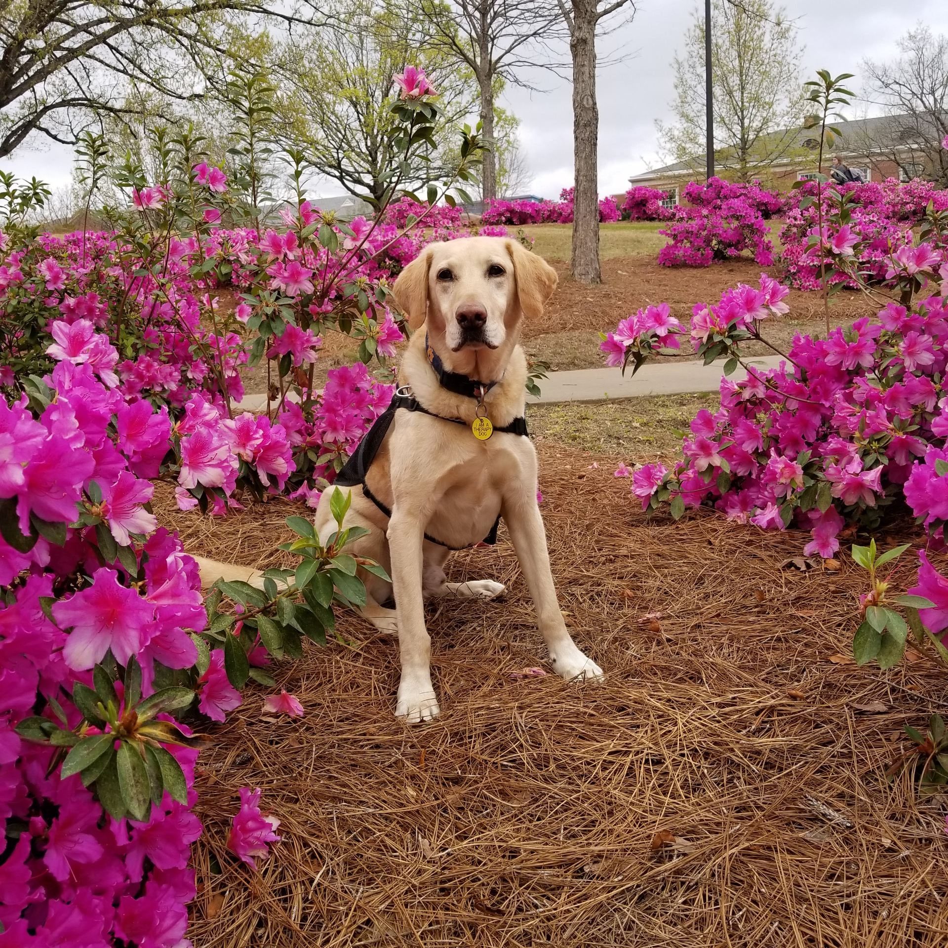 A counseling service dog posing among pink azaleas